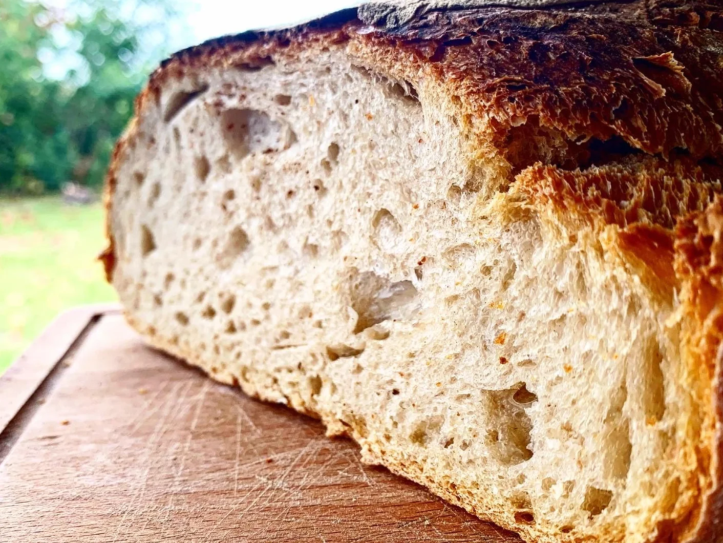 MYLEVAIN Levain Biologique Naturel Français Vivant (Millésime 2009) - Réveil rapide 24H