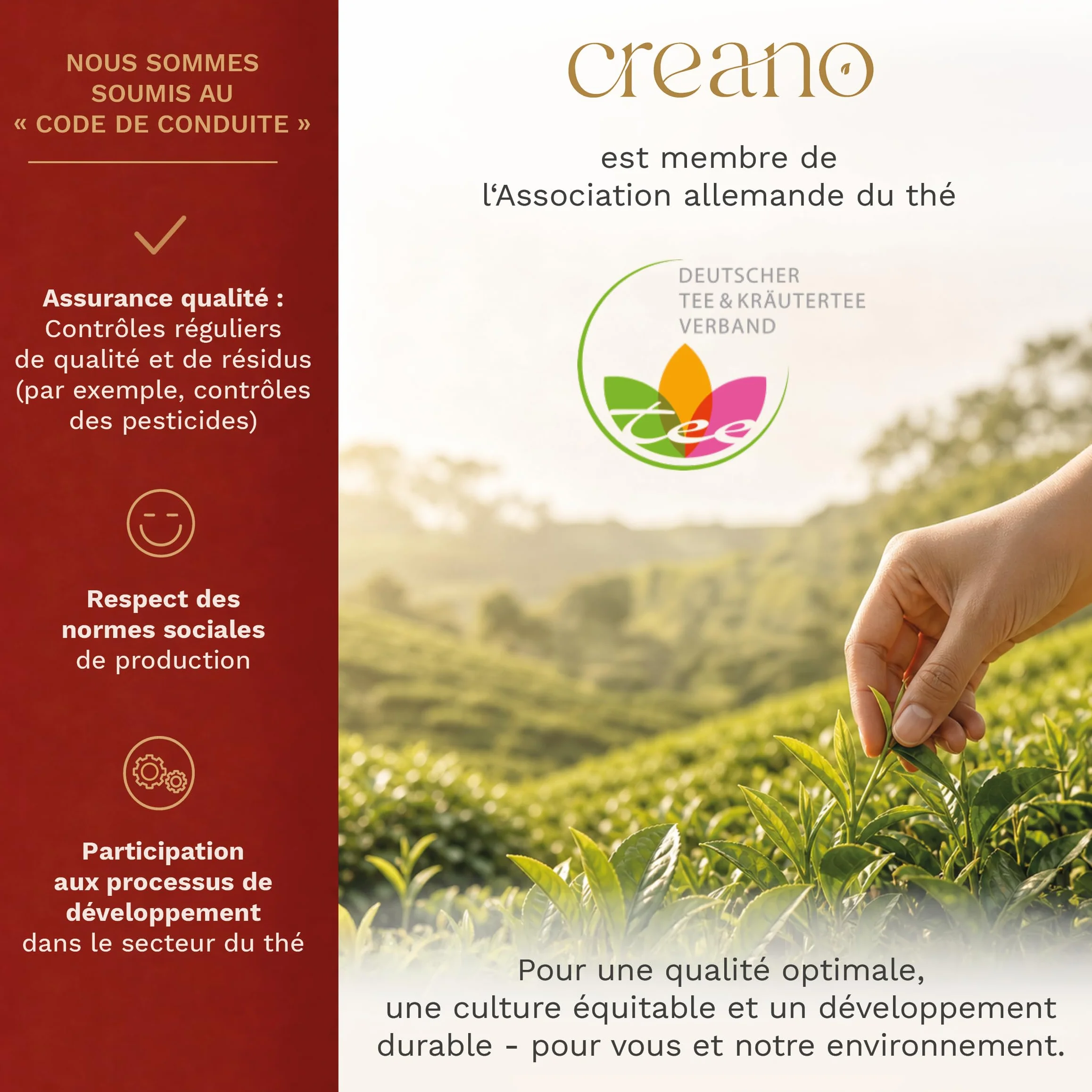 Creano Coffret „Thé en Floraison“ 6 thés de fleurs – Théière en verre 500ml sans goutte – 6 variétés de thé blanc – Idée cadeau exceptionnelle – Verre borosilicate