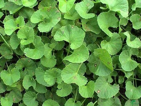 Pianta di Centella Asiatica 15 Pezzi