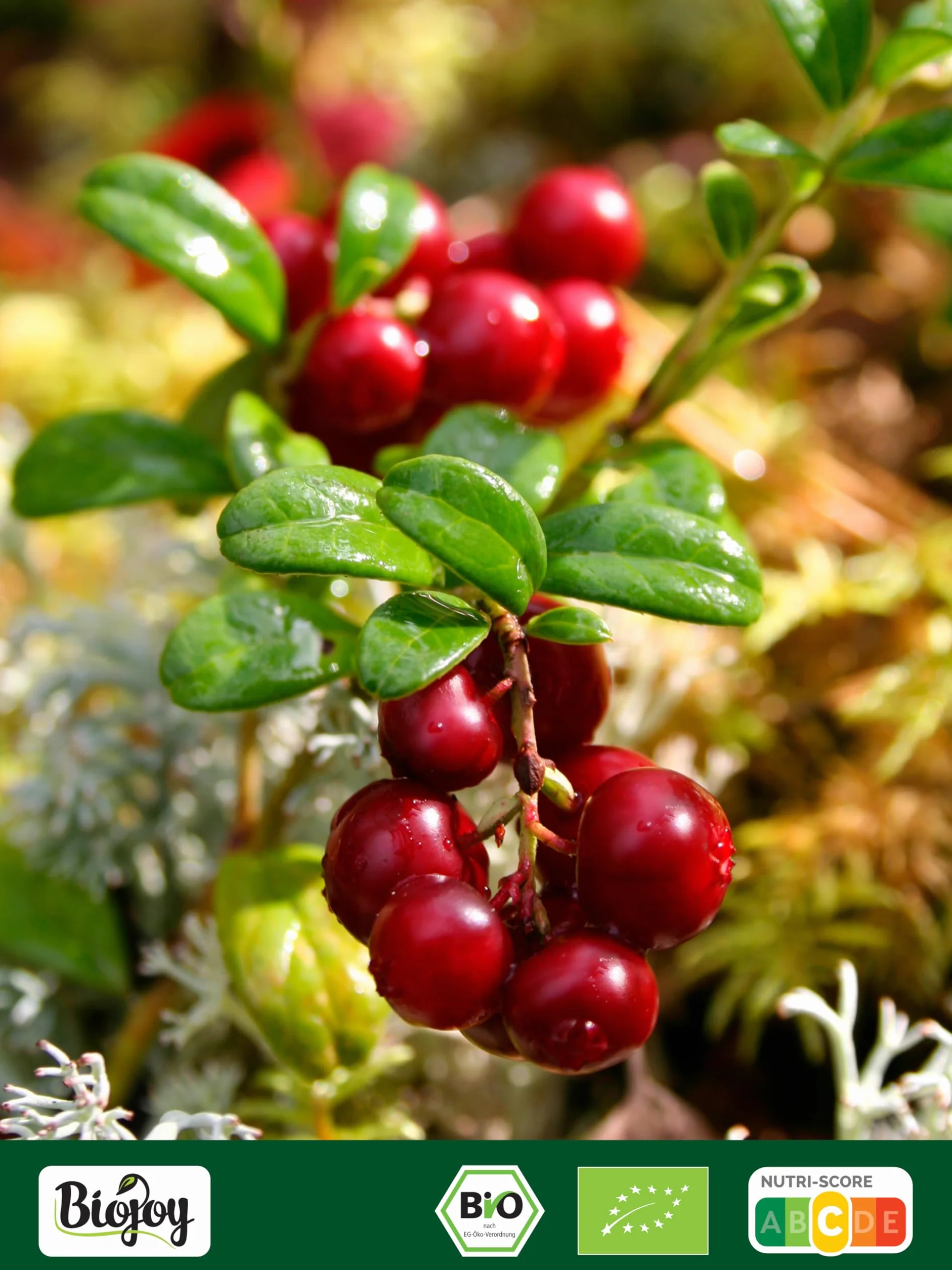 Biojoy Cranberry séchée BIO (1 kg), Cranberries sucrées au Concentré de Jus de Pomme