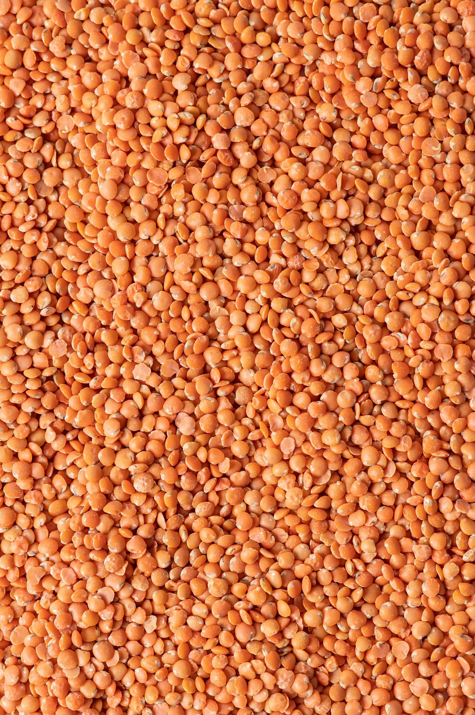 Biojoy Lentilles rouges BIO (2,5 kg), entières, ¨Ballons de football¨