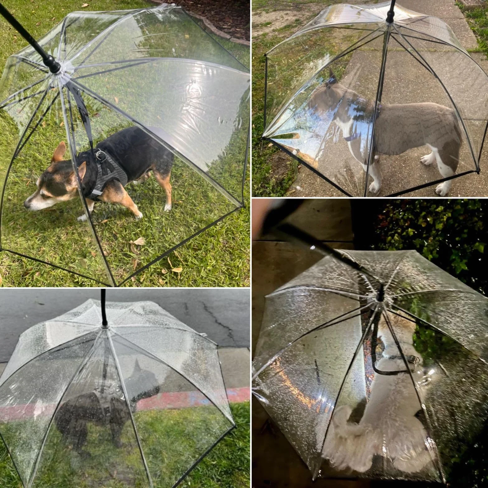 Parapluie imperméable pour chien laisse réglable neige promenade
