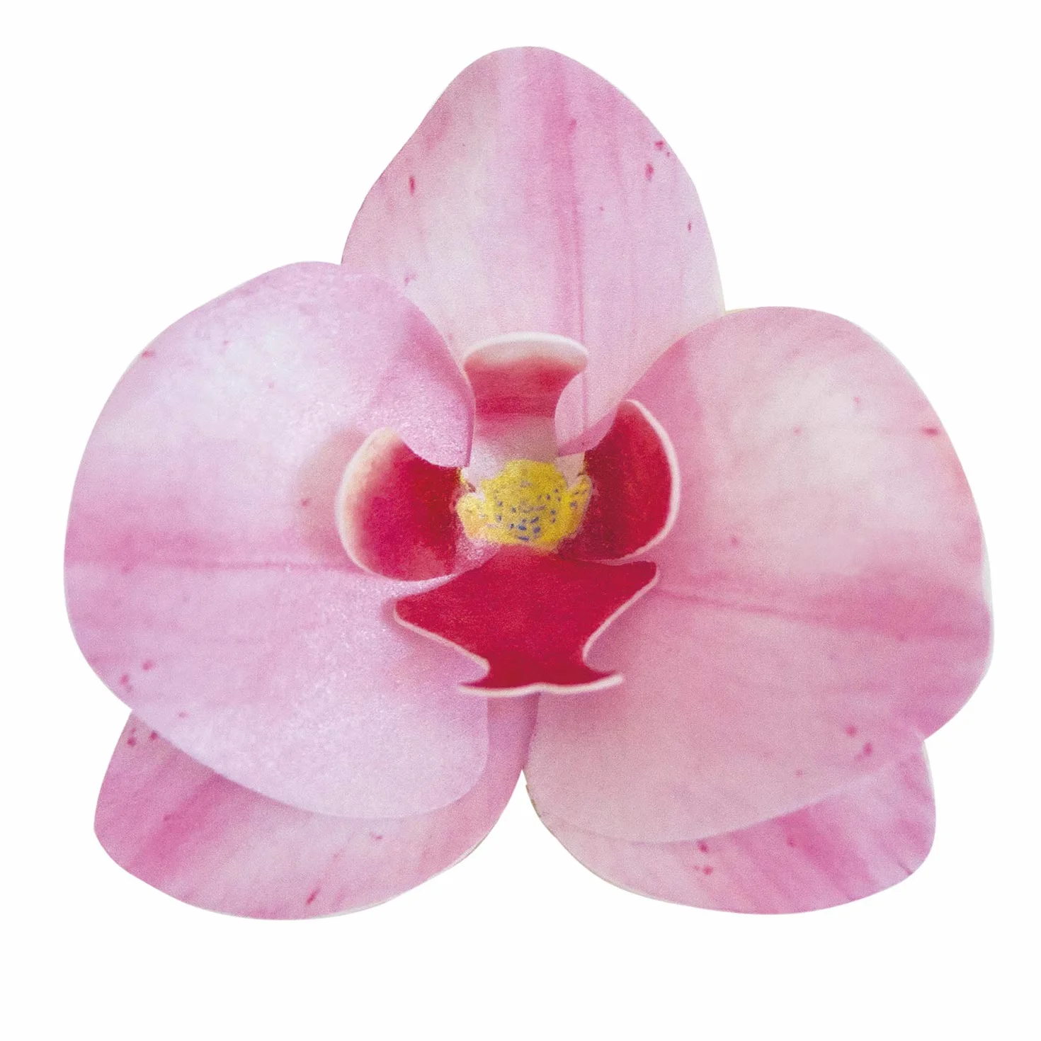 dekora – Fleurs Comestibles pour Gâteau, 10 Gaufrettes Orchidées roses 8.5 x 7.5 cm, sans sucre, sans gluten, sans lactose, Décoration Gâteau pour Anniversaire, Mariage, Baptême