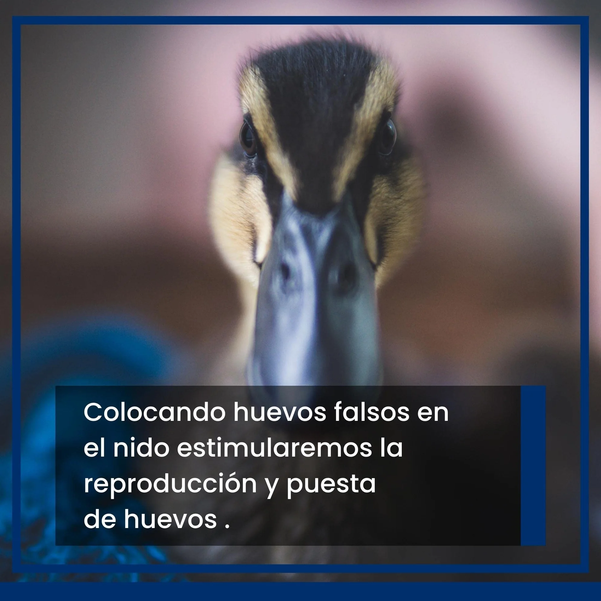 FINCA CASAREJO Œuf Faux Mouton Canard
