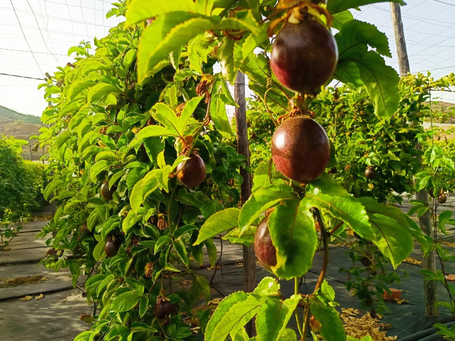 Vitalem – Boîte de maracuja 1,5 kg | Fruit de la passion | Fruit frais tropical de saison | 100% naturel et durable | Culture locale (Málaga) | Passion fruit idéal pour smoothies, milk-shakes et yaou