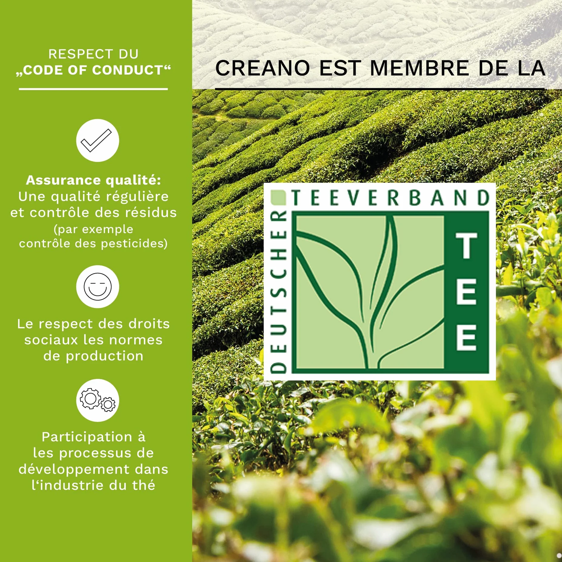 Creano „Fleurs de Thé“ Verts 12 pcs – Coffret en Bois Premium – 6 variétés de thé vert fruité aromatisé – Idée cadeau élégante