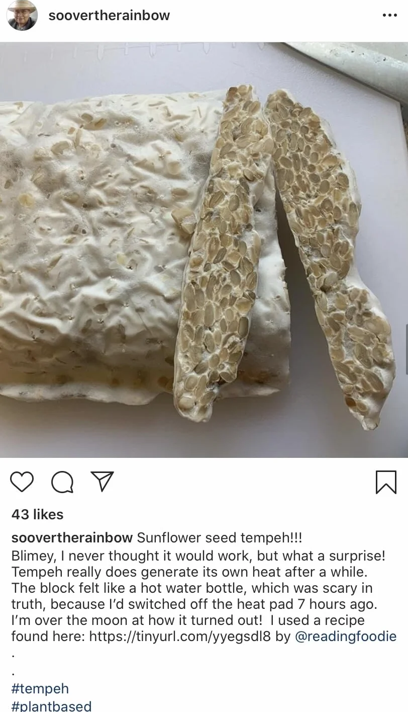 Tempeh starter culture 70 grams, Made in Scotland