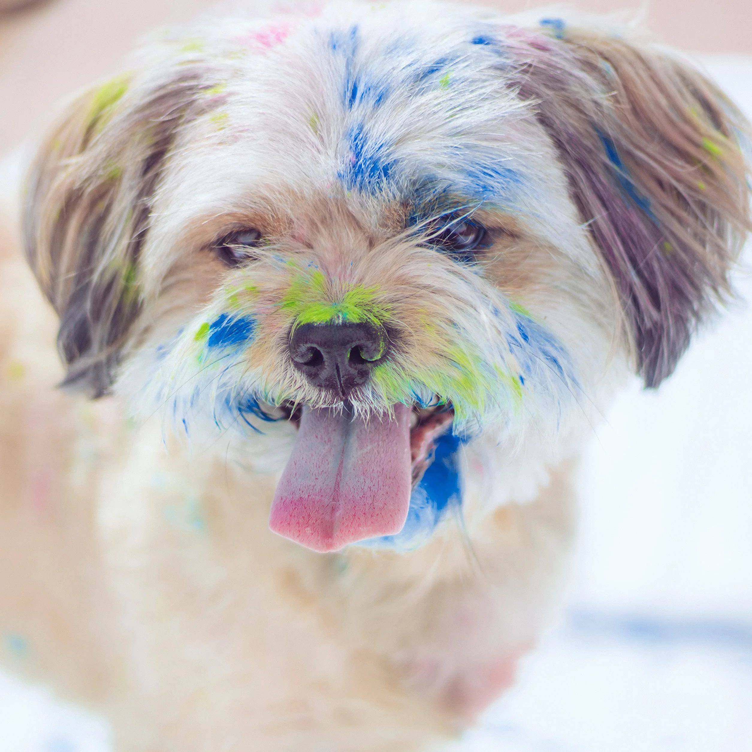POLVO HOLI - Paquet de 10 sachets de poudre Holi de 100 g (Bleu Foncé)