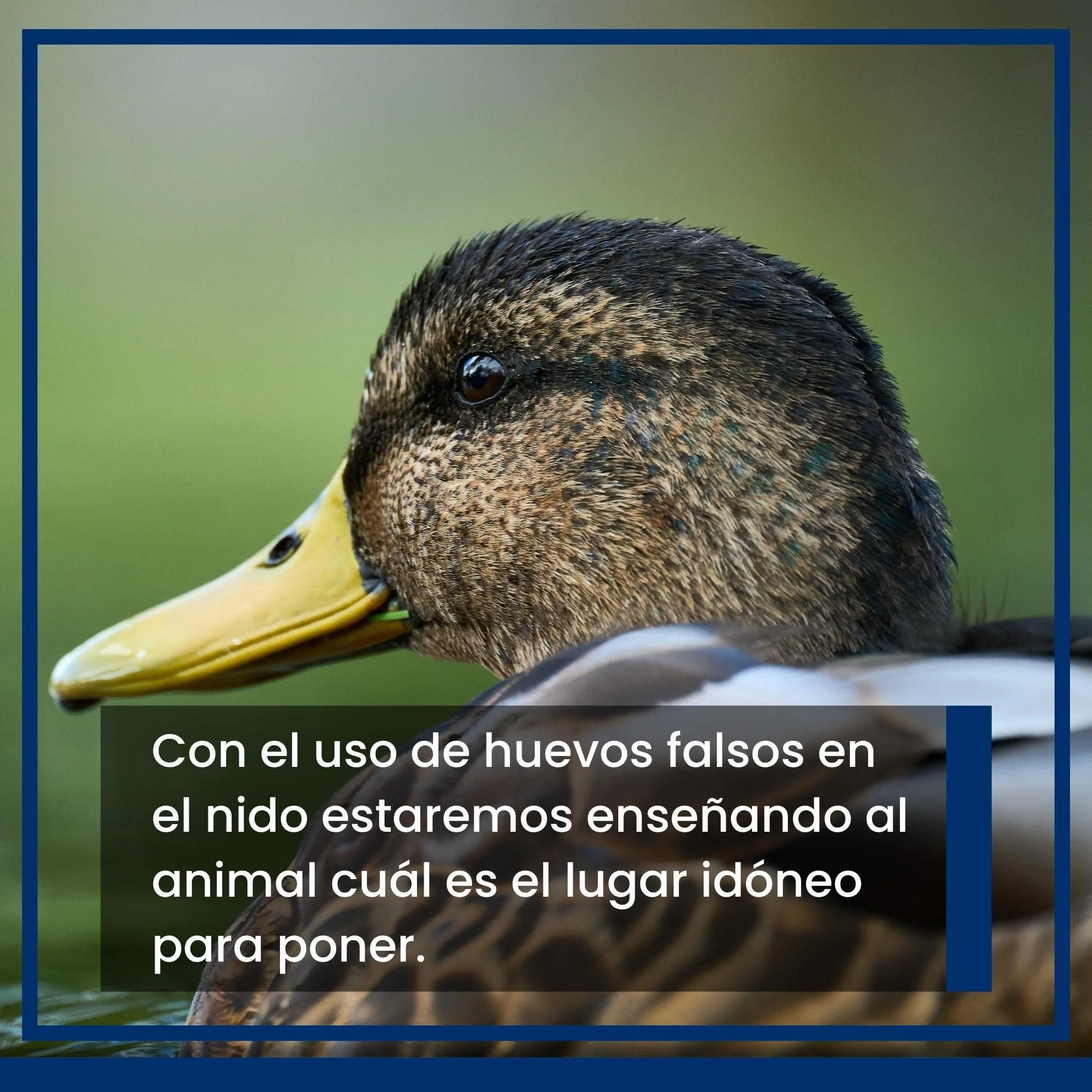 FINCA CASAREJO Œuf Faux Mouton Canard