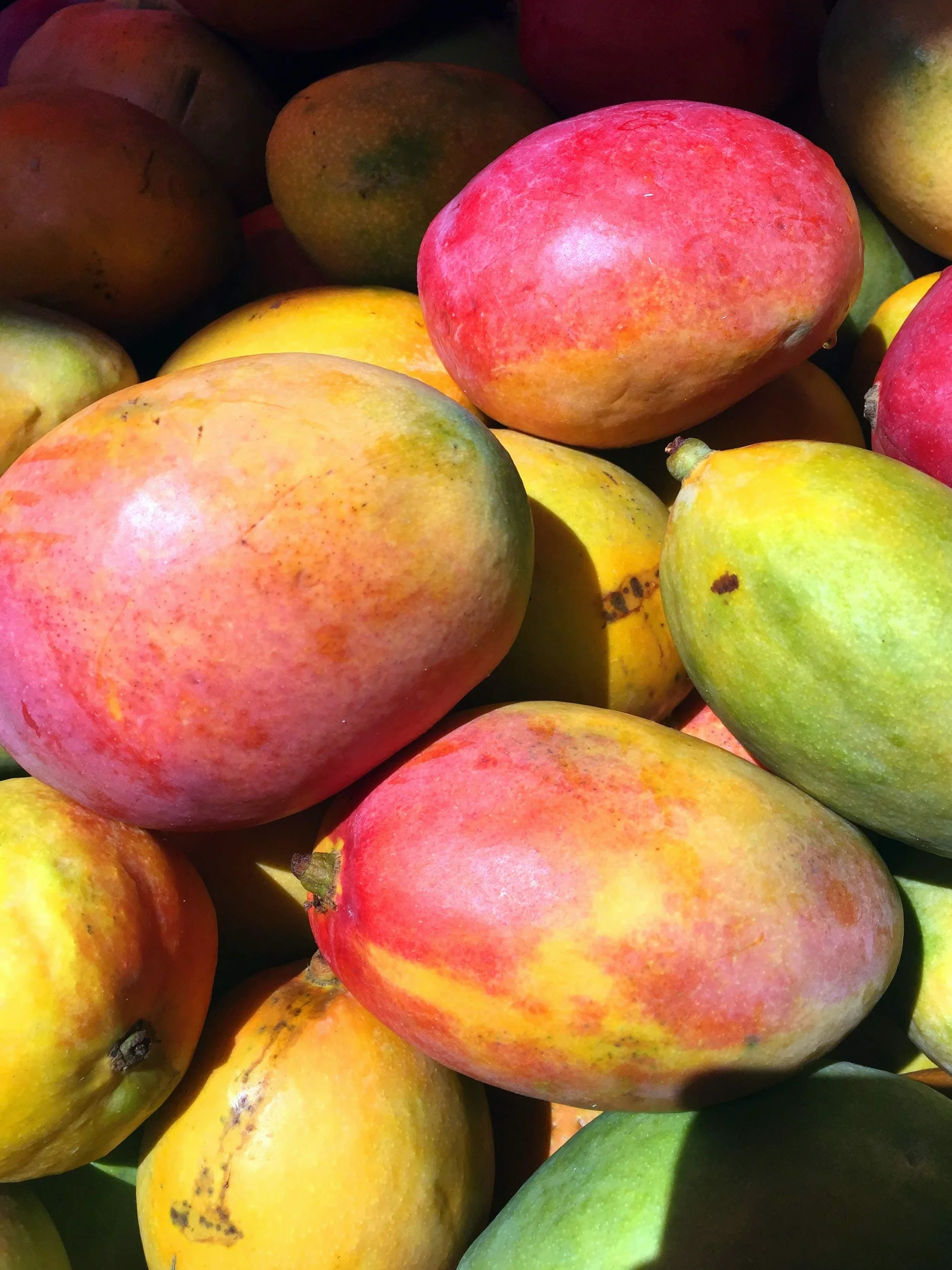Kamelur mangue séchée bio, non sulfurée et non sucrée sans sucre 1 kg (Lot de 1)