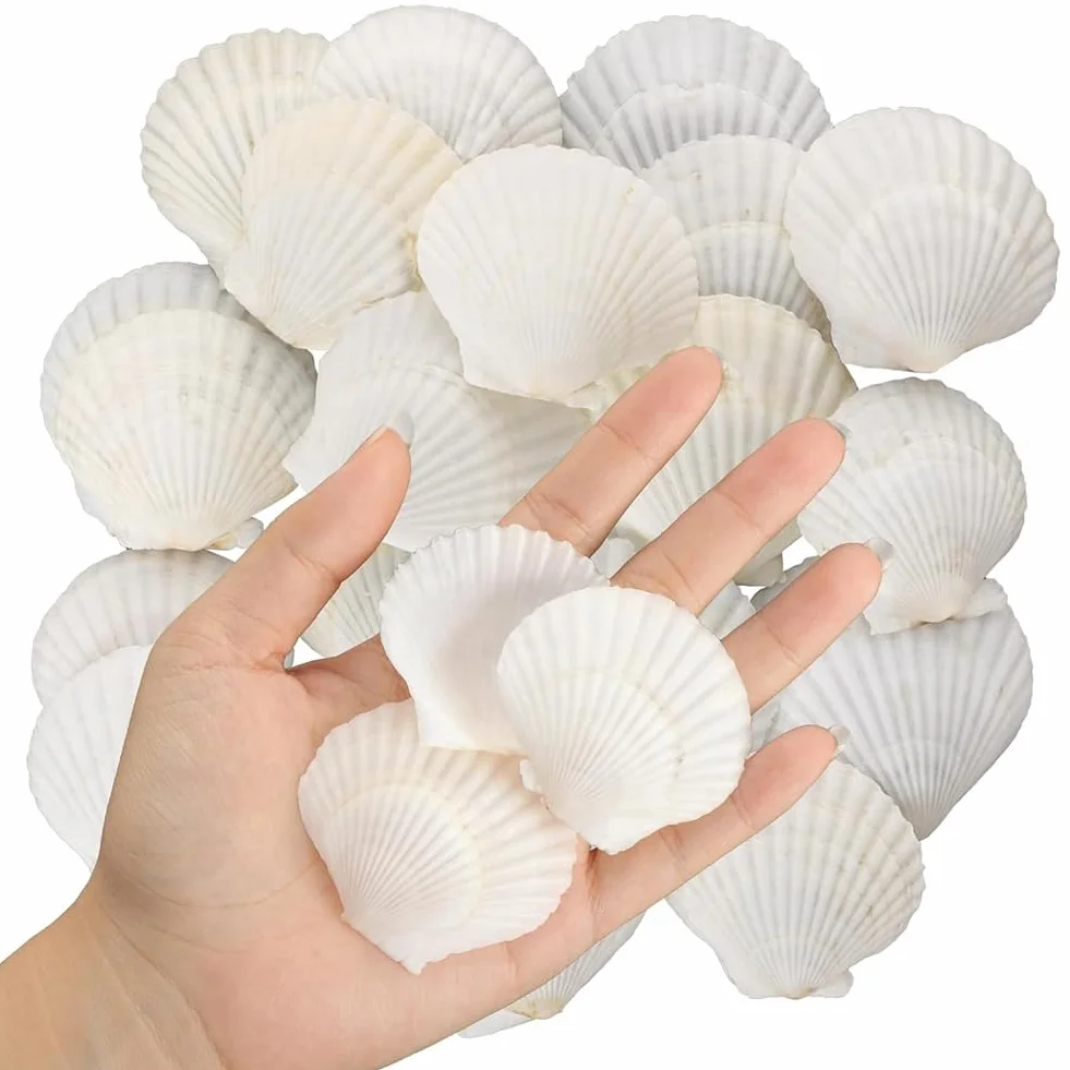 Lot de 40 coquillages naturels Saint-Jacques 3,6 à 6,1 cm - Petits coquillages pour bricolage - Coquillages en grande quantité