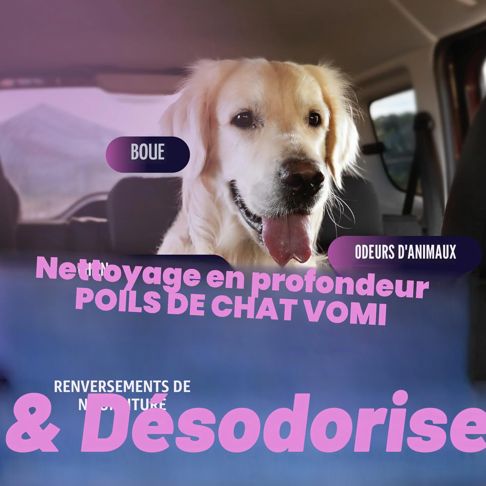 Dirtbusters Solution shampooing nettoyage tapis tissus voiture 5 litre | Habillage intérieur de voiture, Pour machines à tapis moquette