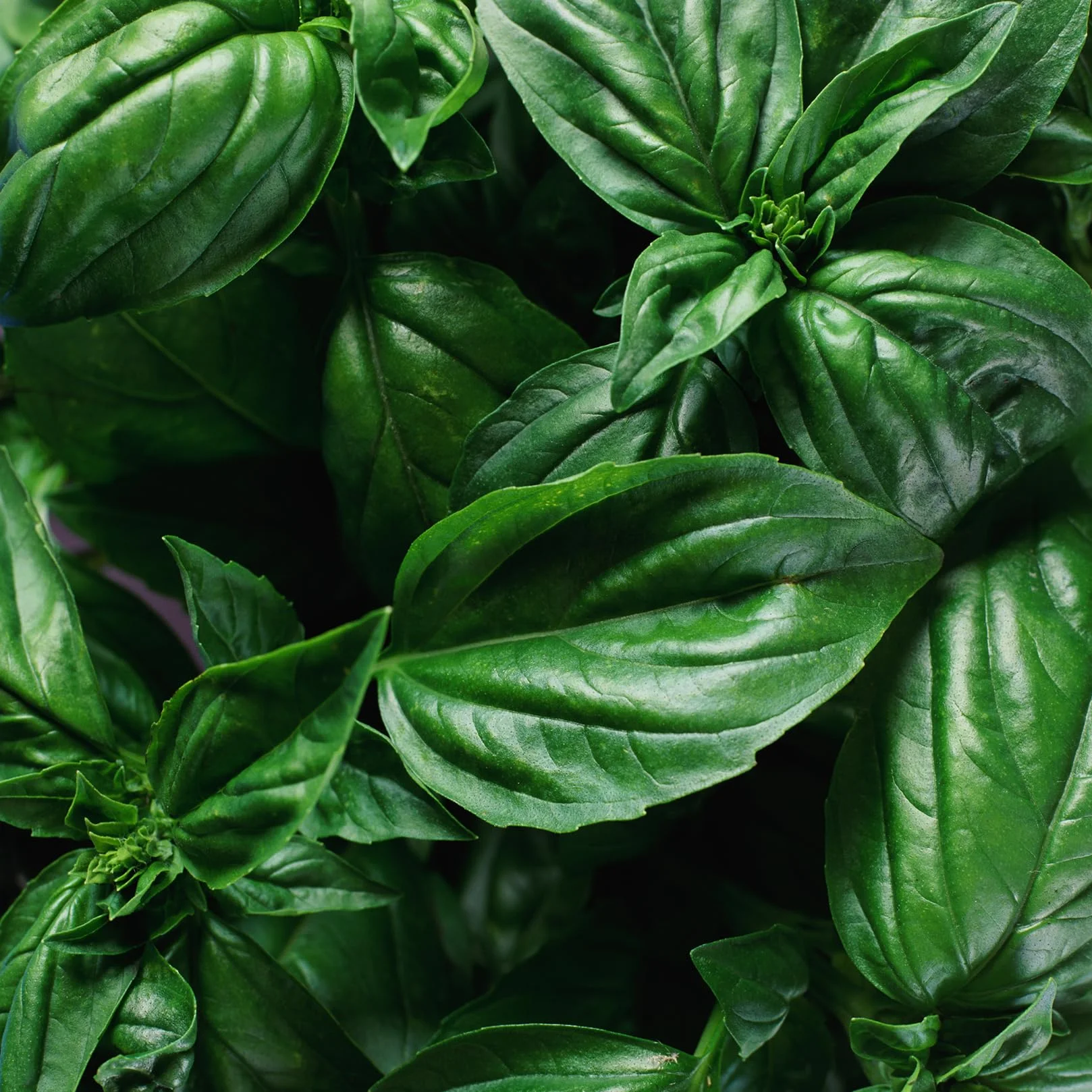 Sirop de basilic Mathieu Teisseire, pour boissons, Mojito, cocktails avec ou sans alcool, sodas, thés, bouteille de 70cl
