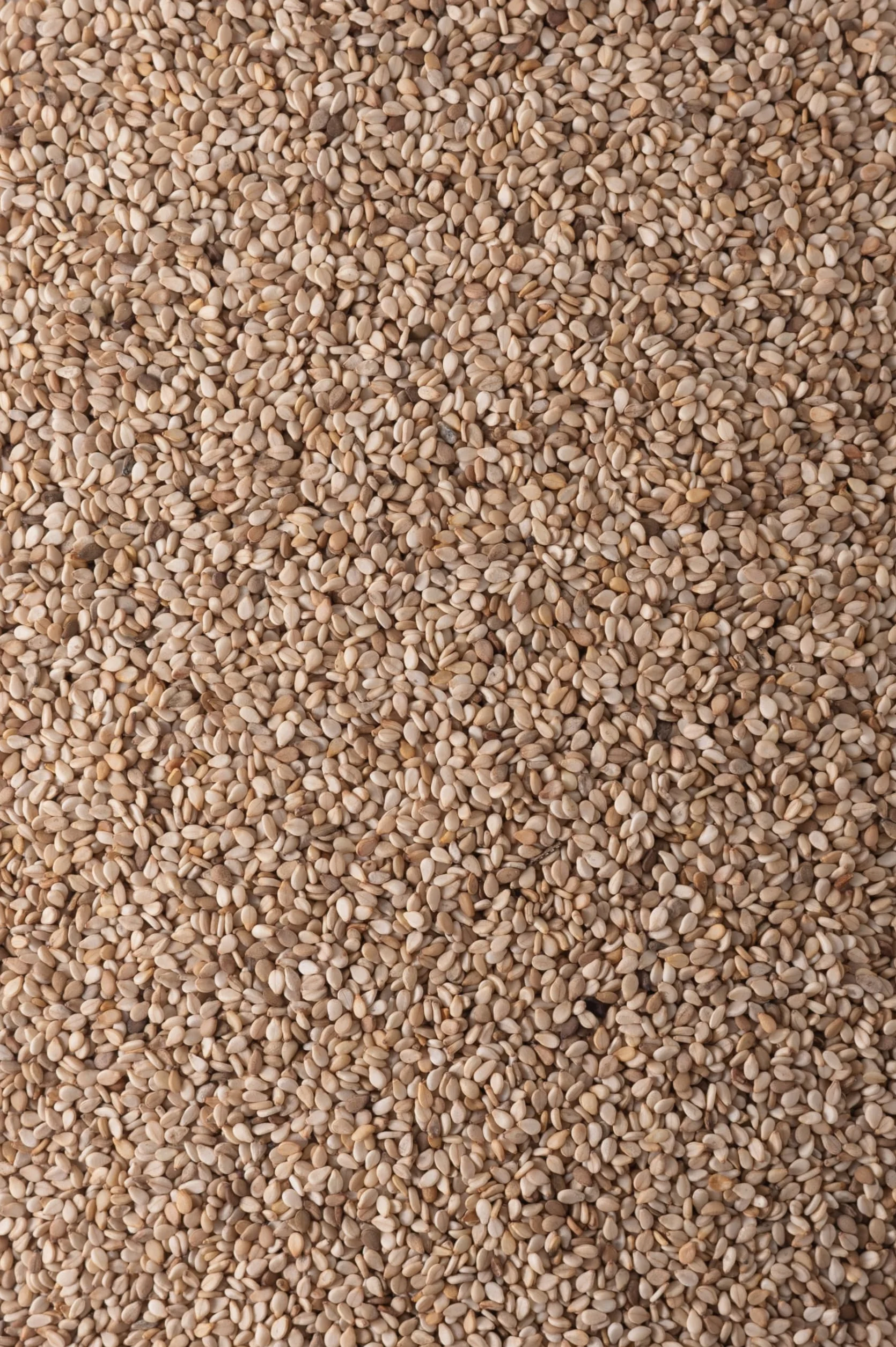 Biojoy Sésame BIO non pelé (1,5 kg), entier et cru, graines de sésame blanc, sans additifs