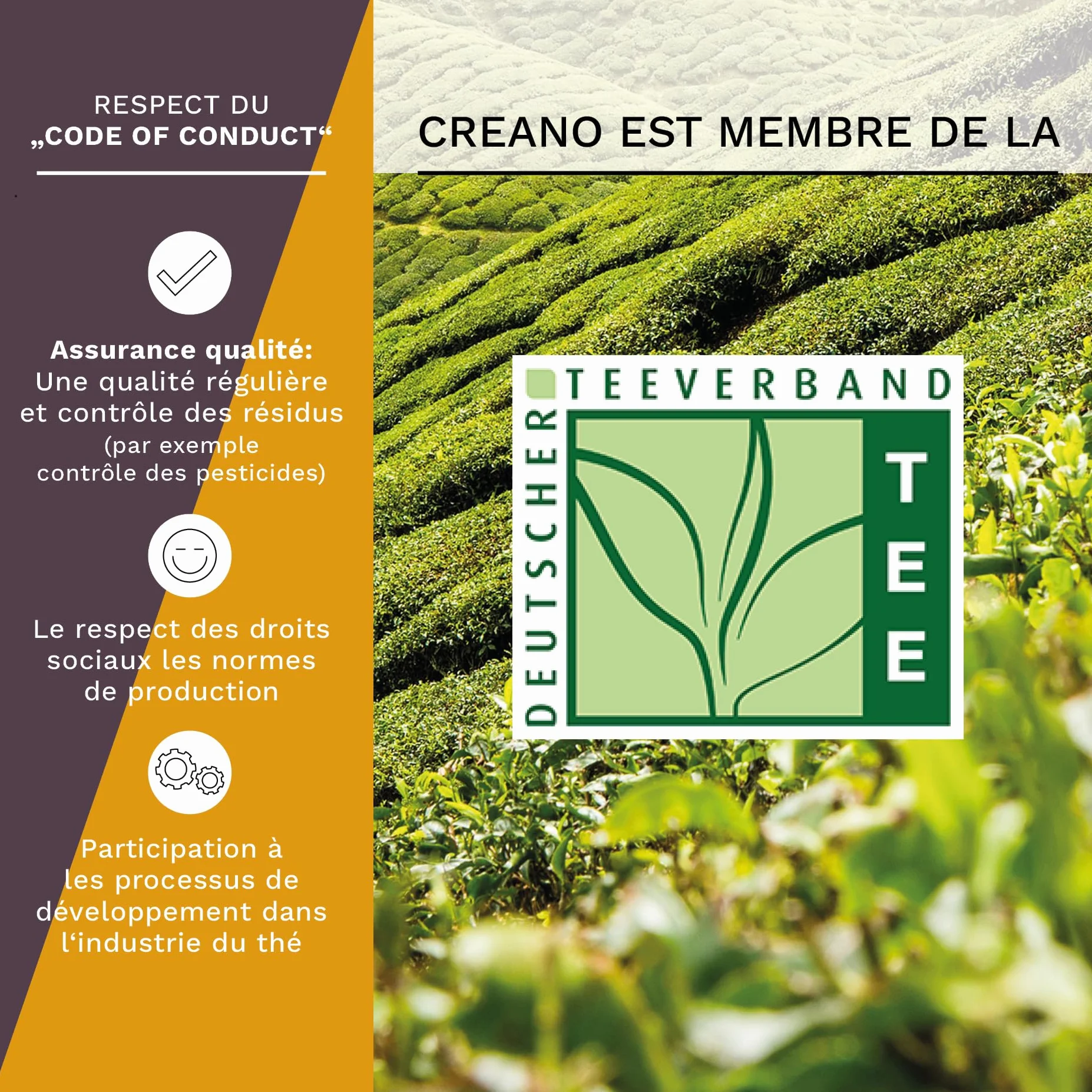 Creano Coffret Teelini 12 pcs – Boîte en Bois avec Fleurs de Thé Blanc & Noir en Portion de Tasse – 8 Variétés – Idée Cadeau Durable & Bureau