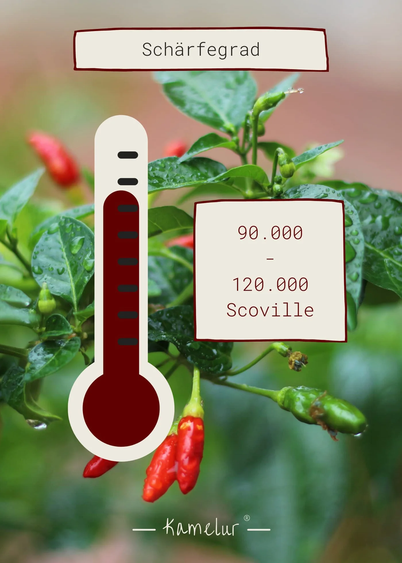 Kamelur gousses de piment bio 'Birds Eye' entières, doucement séchés, sans additifs, 120 000 Scoville, dans un emballage biodégradable 500 g (Lot de 1)