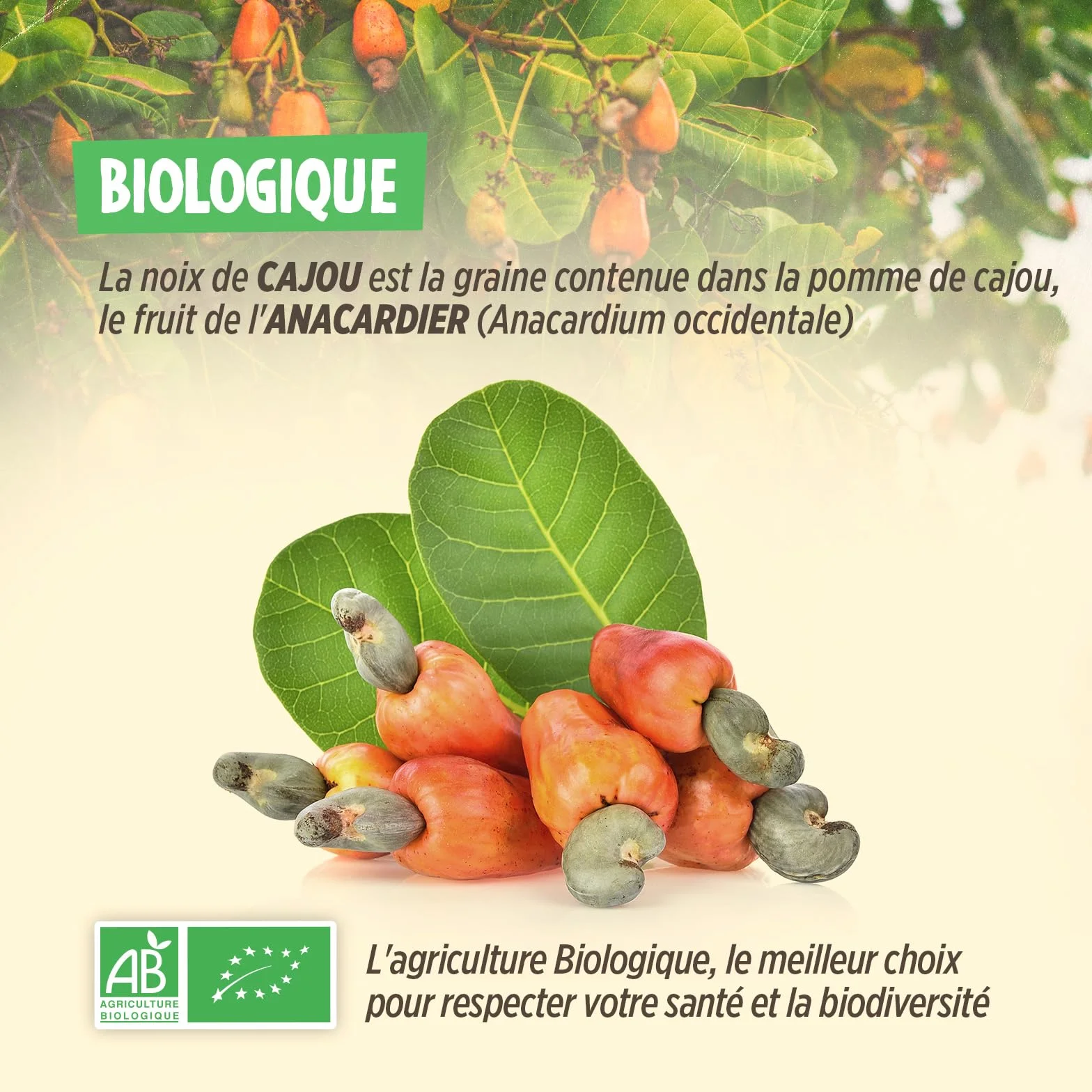 Noix de Cajou Bio 1 kg - Décortiquées - Non Salées - Non Grillées