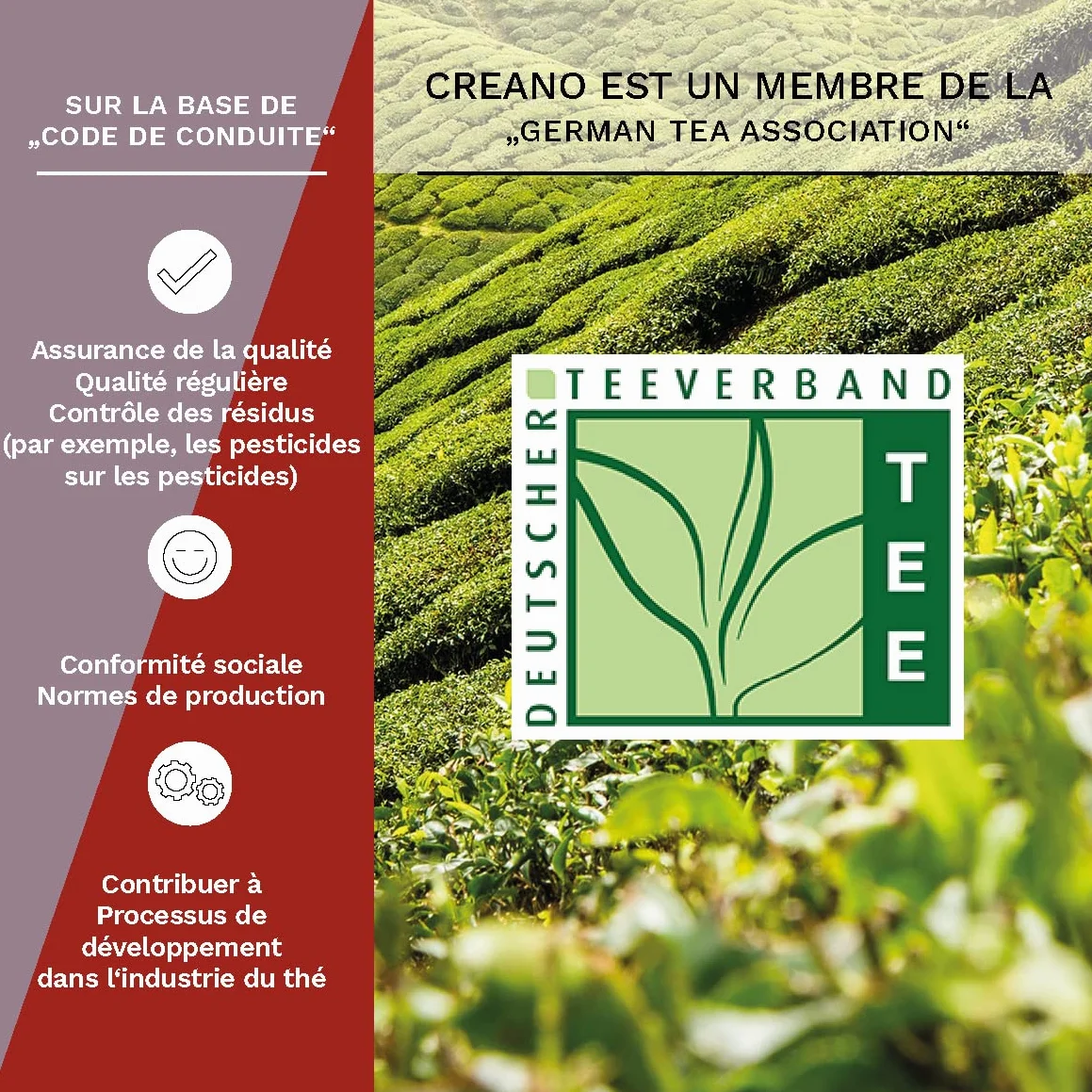 Creano Coffret Cadeau Fleurs de Thé Mix 6 pcs – Théière en Verre 500ml sans goutte – 3x Thé Noir & 3x Thé Blanc – Idée Cadeau Femme, Maman, Anniversaire