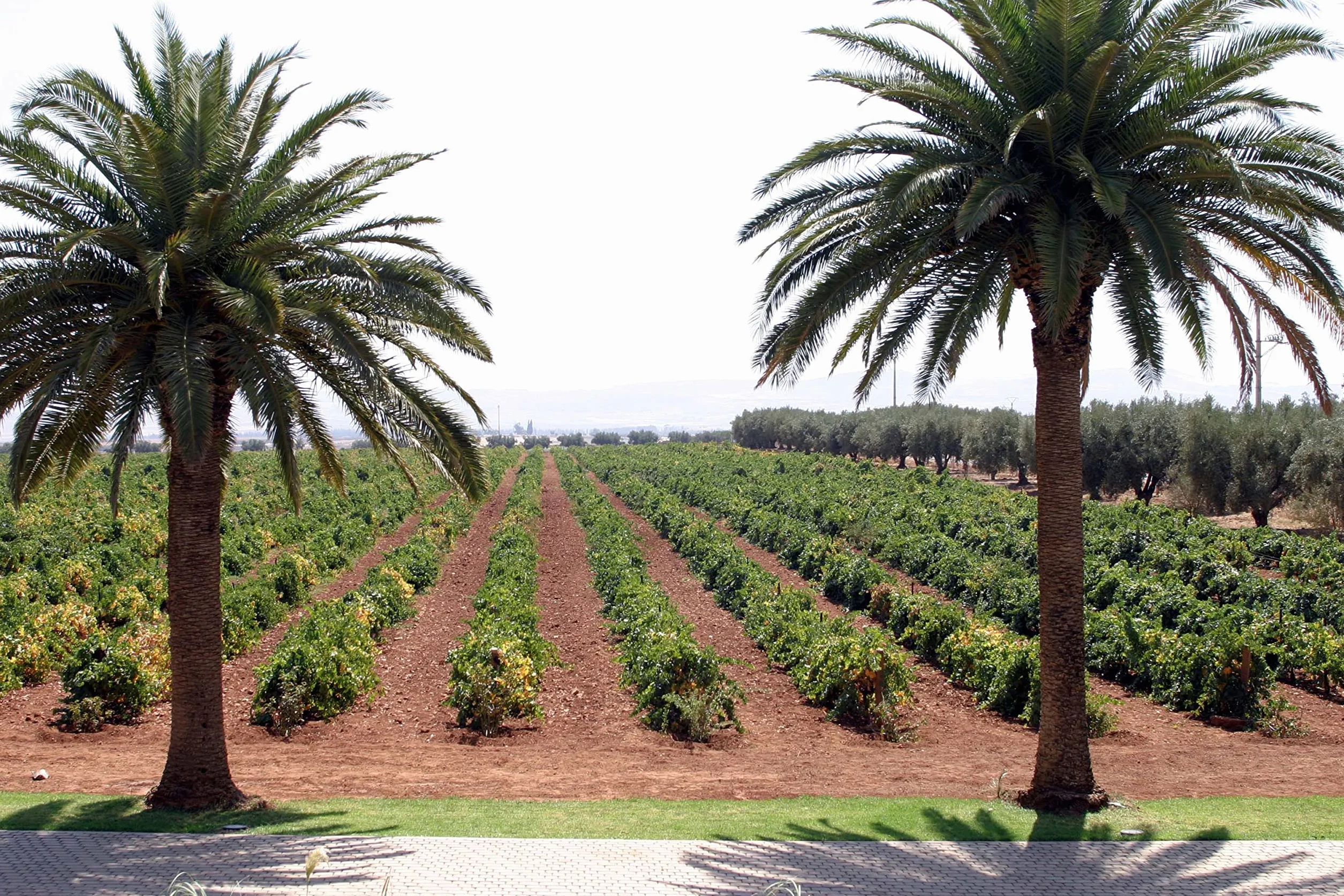 Domaine Toulal - Vin rouge du Maroc, AOG Guerrouane rouge (6 x 0.75 L)