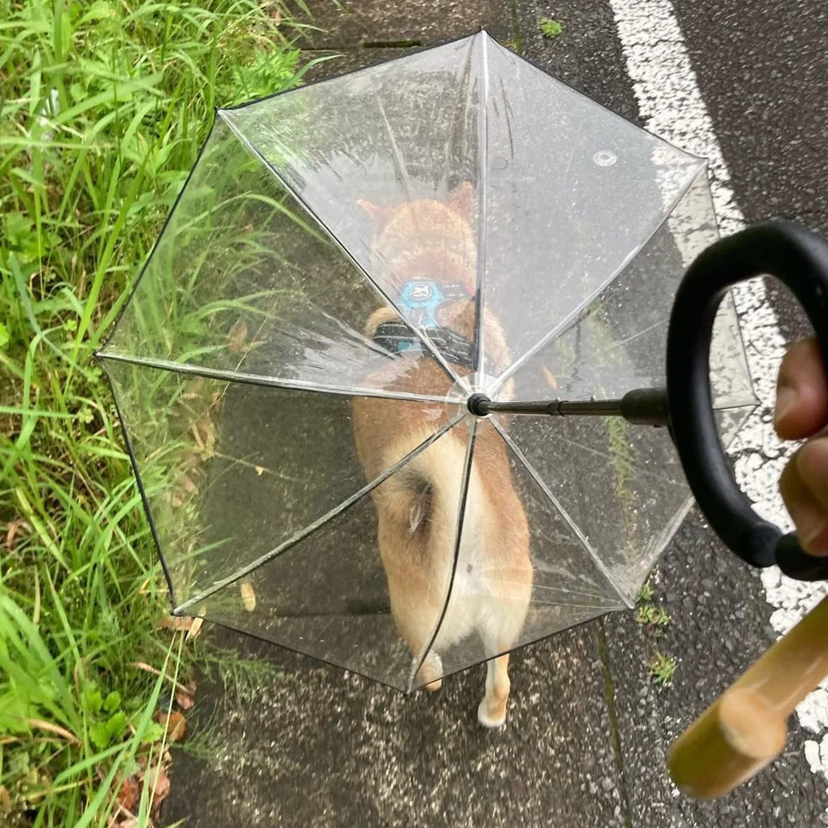 Parapluie imperméable pour chien laisse réglable neige promenade