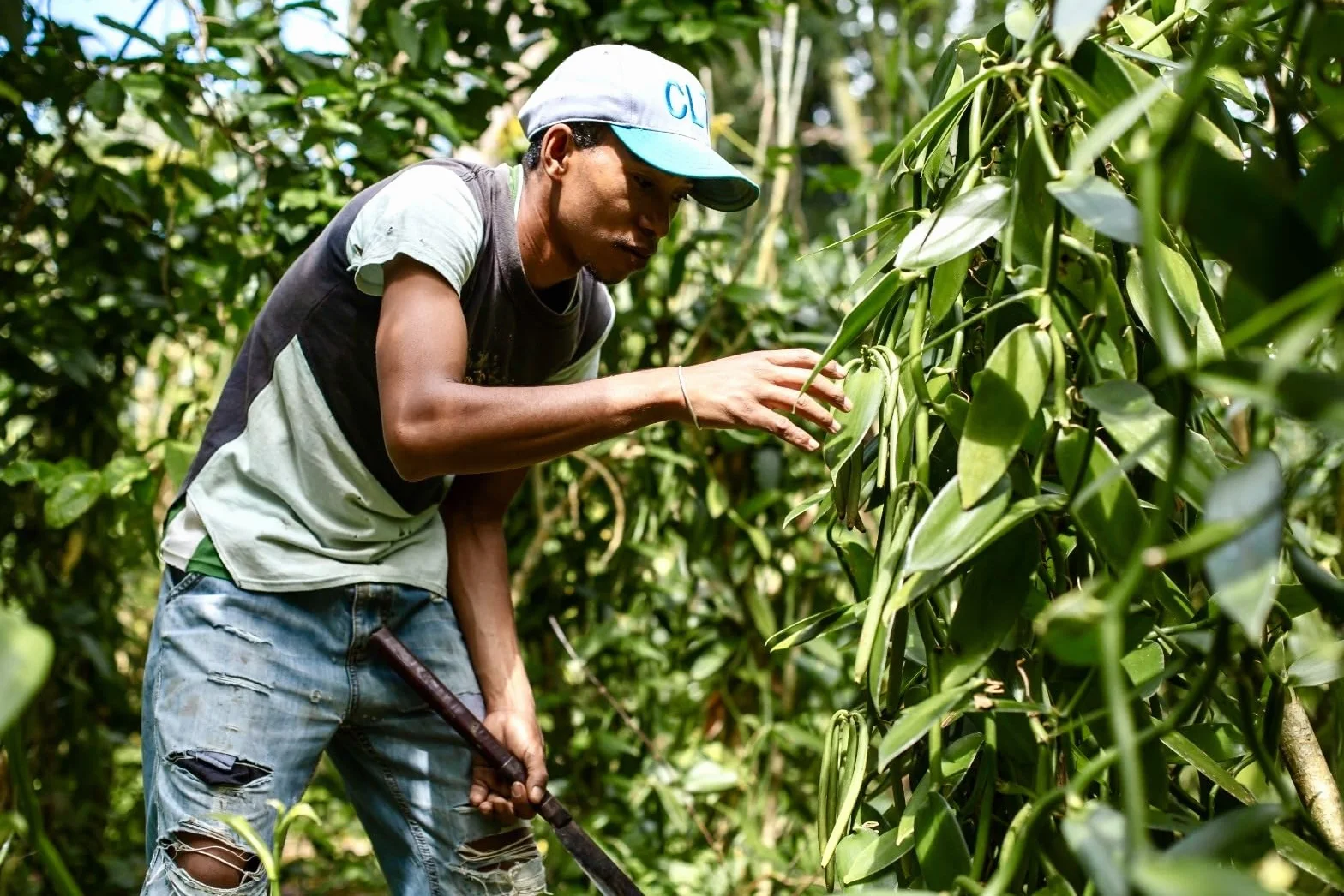 50 Gousses de Vanille Bourbon de Madagascar - 16-18 cm - Taille XL - Planifolia "Réserve Prestige" - Qualité Premium - Charnues et Aromatiques - 100% Naturelles - Idéal pour Pâtisseries et Desserts