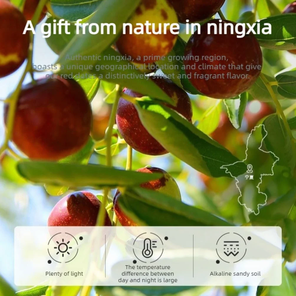 Dattes Rouges Pures Et Naturelles Du Ningxia, Chine (250g * 2) 500g / 17,64oz | Grand Jujube Séché, Sucré Naturel