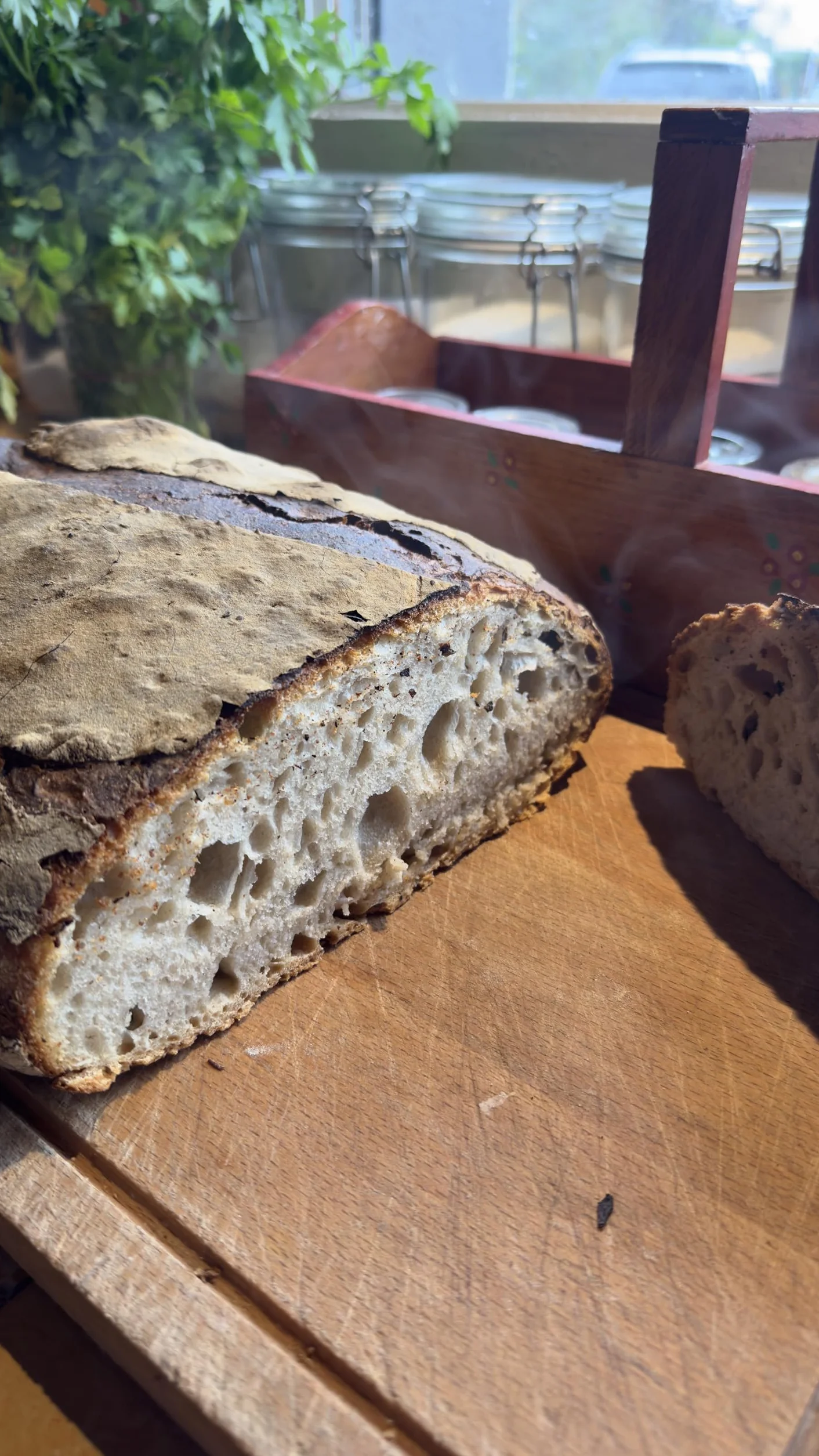 MYLEVAIN Levain Biologique Naturel Français Vivant (Millésime 2009) - Réveil rapide 24H