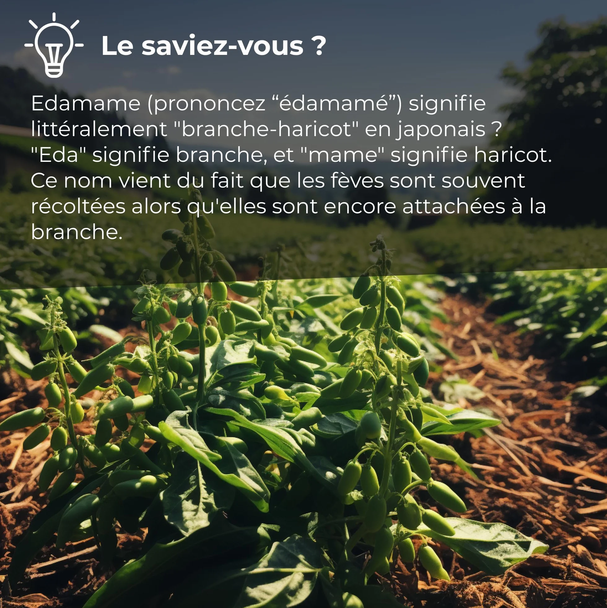 Fèves d'Edamame 1 Kg I Mélange de 3 graines de soja grillées légèrement salées 1 kg I Sans gluten I Savoureux haricots séchés naturels I riches en protéines I Convient aux Végans I collations et Snack
