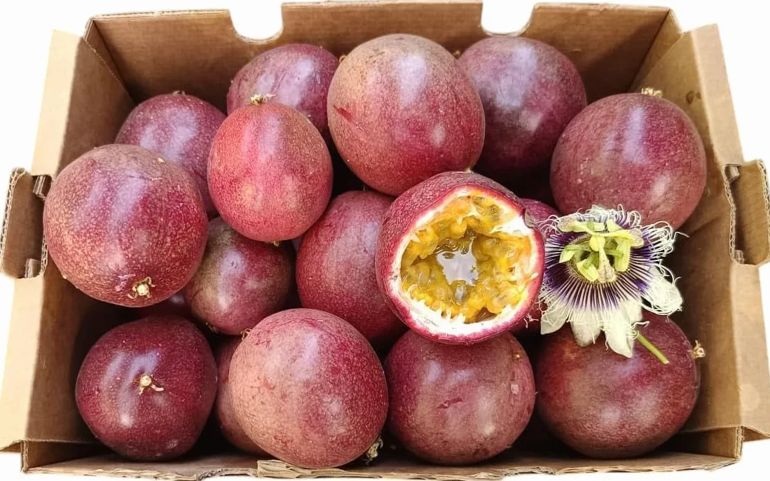 Vitalem – Boîte de maracuja 1,5 kg | Fruit de la passion | Fruit frais tropical de saison | 100% naturel et durable | Culture locale (Málaga) | Passion fruit idéal pour smoothies, milk-shakes et yaou