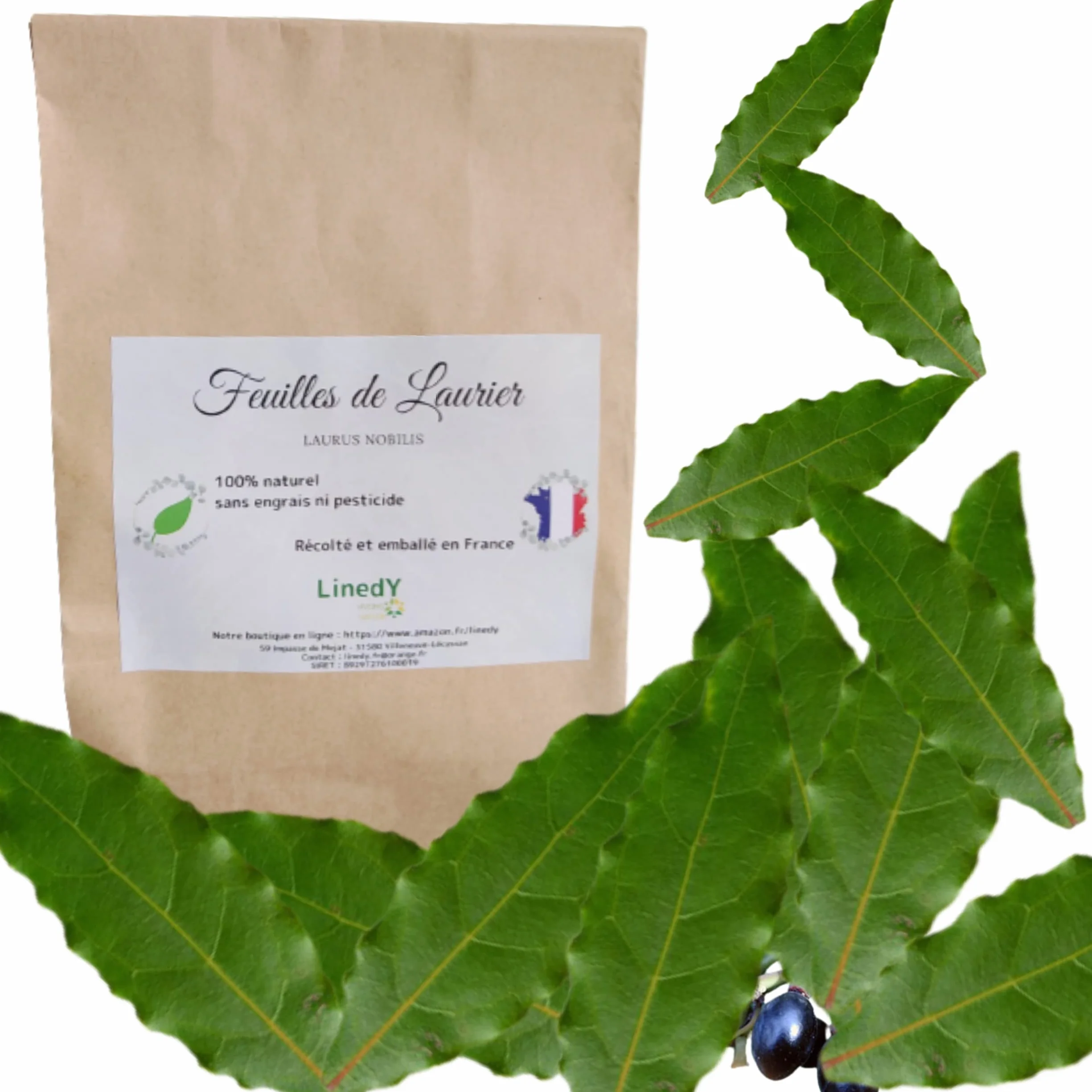 Feuilles de laurier FRAICHES entières, cueillies à la main à la commande
