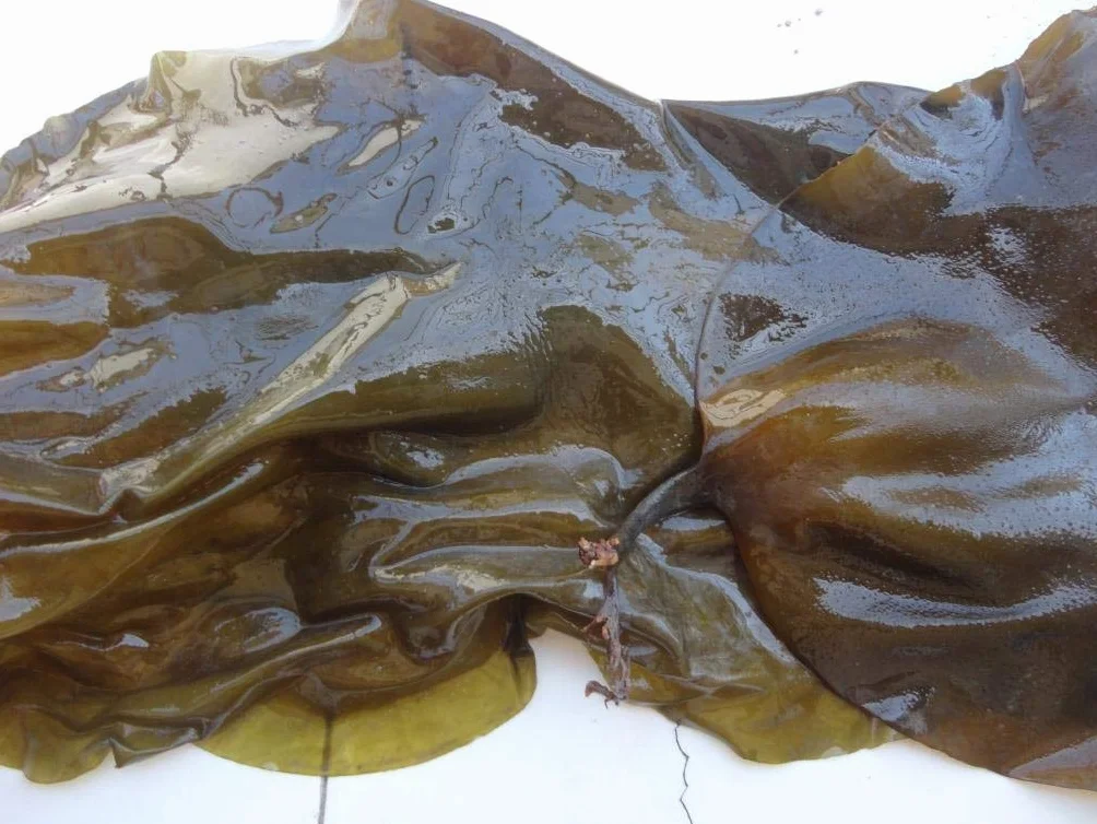 Kelp, kombu ,seaweed,Laminaria Japonica 500G
