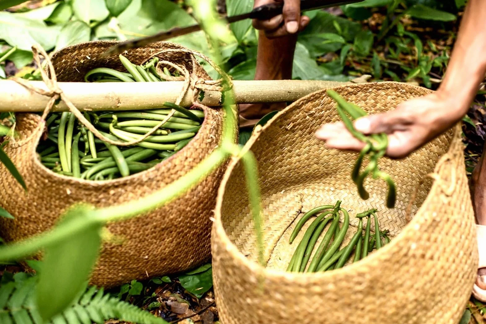 50 Gousses de Vanille Bourbon de Madagascar - 16-18 cm - Taille XL - Planifolia "Réserve Prestige" - Qualité Premium - Charnues et Aromatiques - 100% Naturelles - Idéal pour Pâtisseries et Desserts