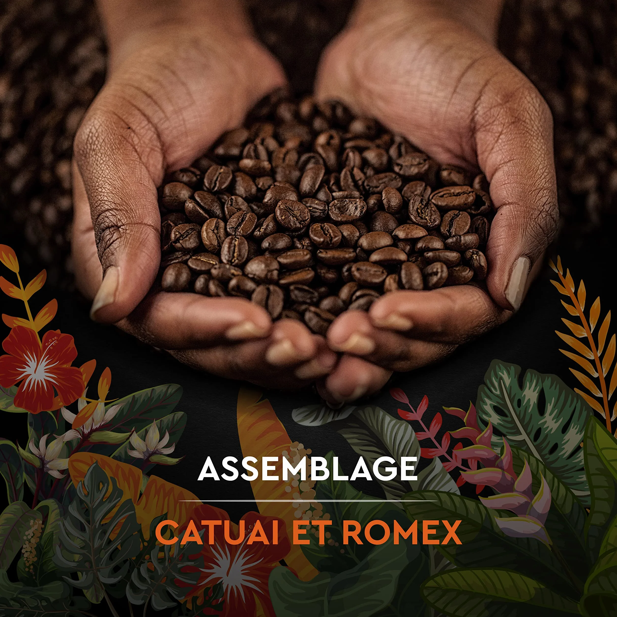 CARTE NOIRE - Café Grain Carte Noire Secrets de Nature - Catuai Romex - Certifié Rainforest Alliance - Paquet de 1 kg