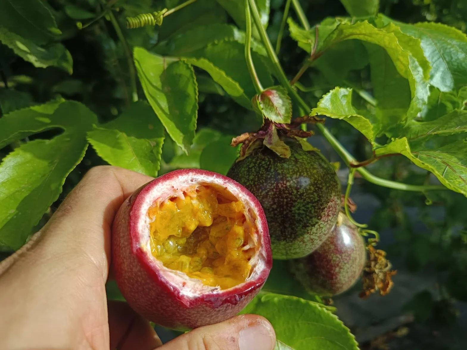Vitalem – Boîte de maracuja 1,5 kg | Fruit de la passion | Fruit frais tropical de saison | 100% naturel et durable | Culture locale (Málaga) | Passion fruit idéal pour smoothies, milk-shakes et yaou
