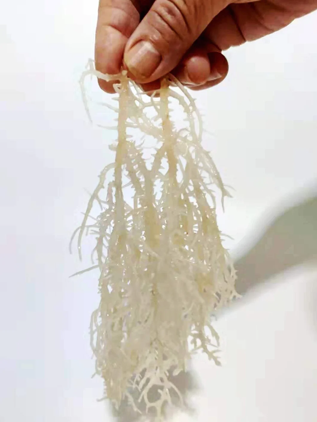 Seamoss, Mousse de mer sauvage, Fruits de mer secs, 150 g