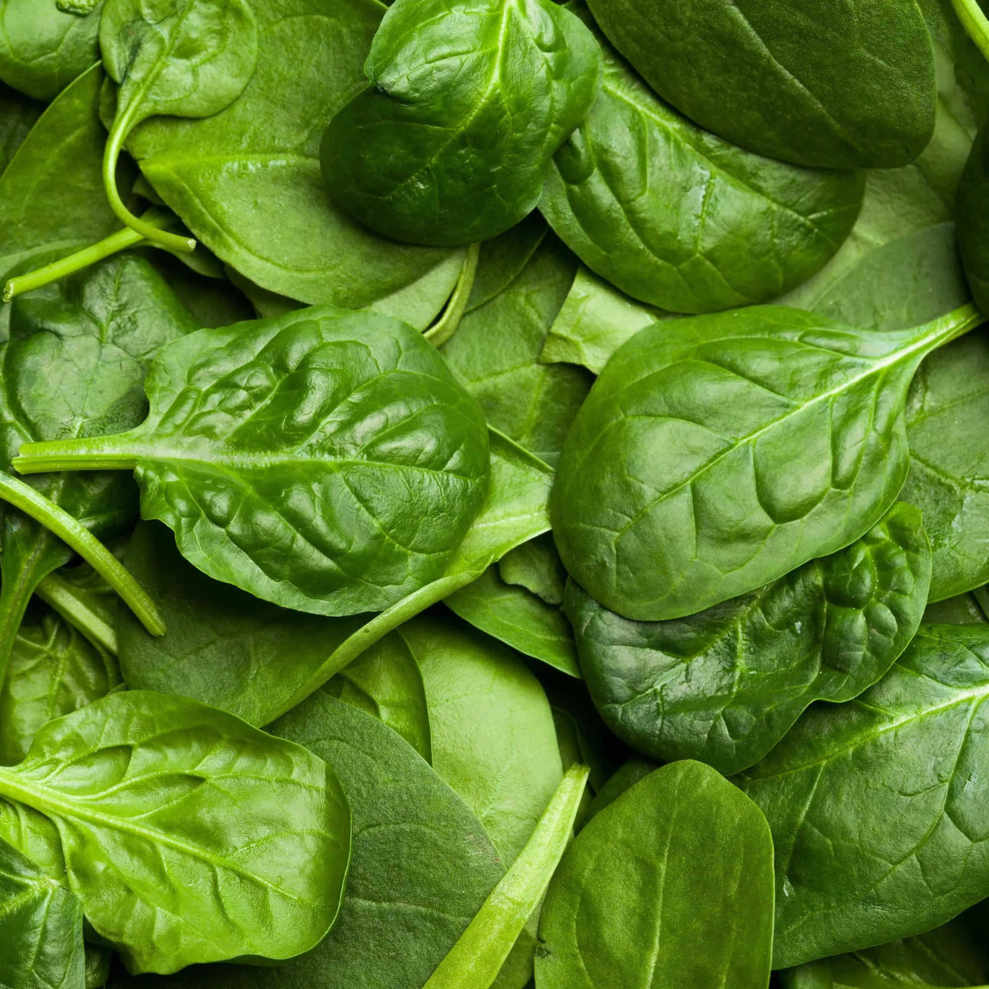 Poudre d'Épinards BIO 500g, Poudre d'Épinards pour la Cuisine et Colorant Alimentaire