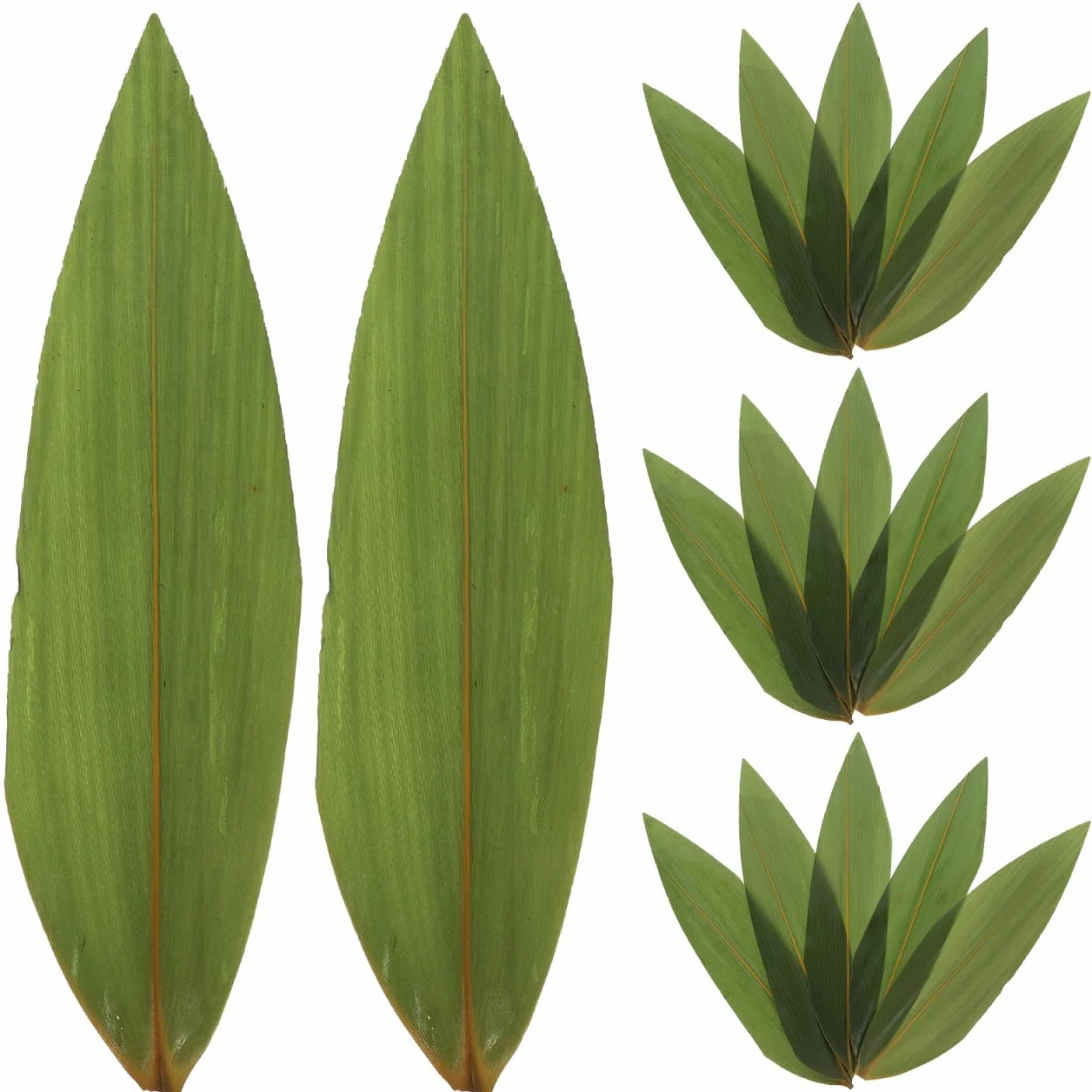 VICASKY Lot de 100 feuilles de sushi - Pour feuilles de banane, feuilles de banane, feuilles de bananier fraîches - Décoratives japonaises - Feuilles de bambou vertes - Cuisine fraîche
