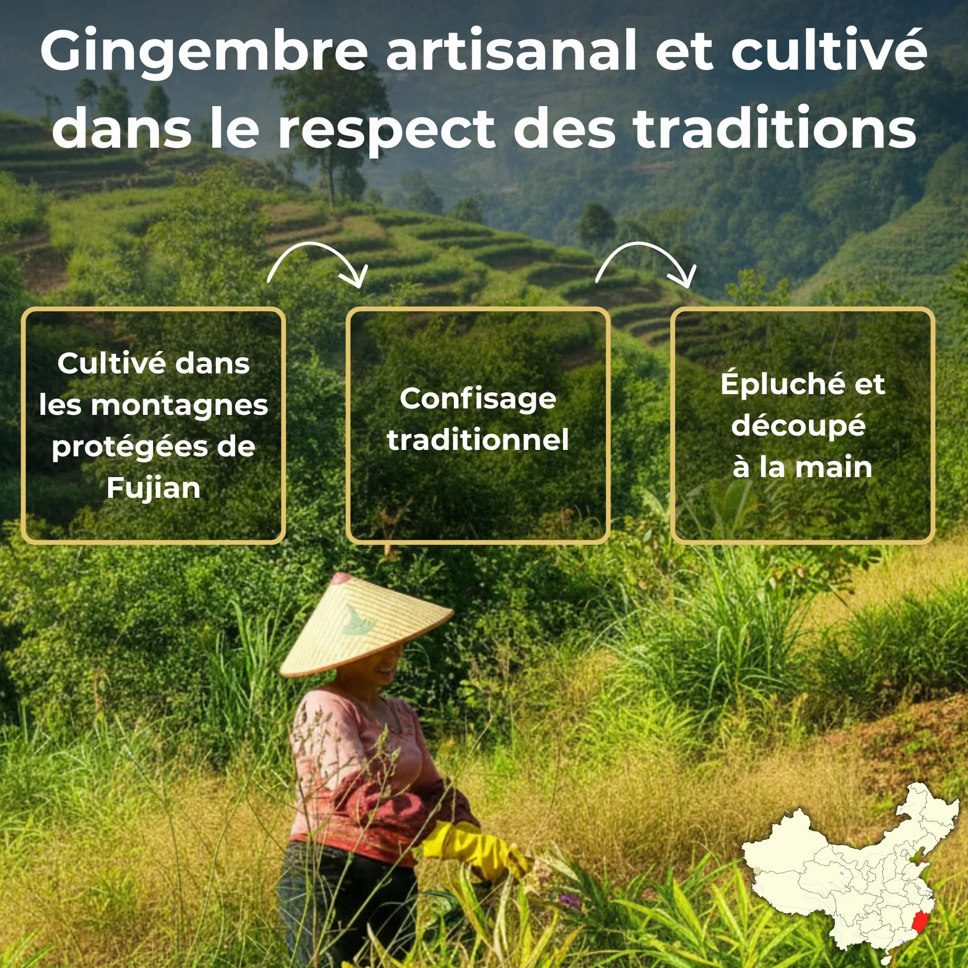 Gingembre confit BIO en cubes 1850 g – Sachet vrac – Format familial