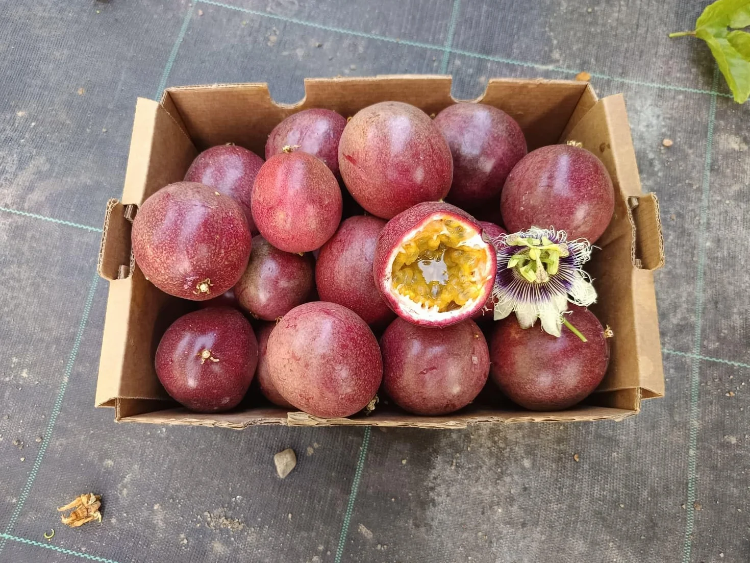 Vitalem – Boîte de maracuja 1,5 kg | Fruit de la passion | Fruit frais tropical de saison | 100% naturel et durable | Culture locale (Málaga) | Passion fruit idéal pour smoothies, milk-shakes et yaou