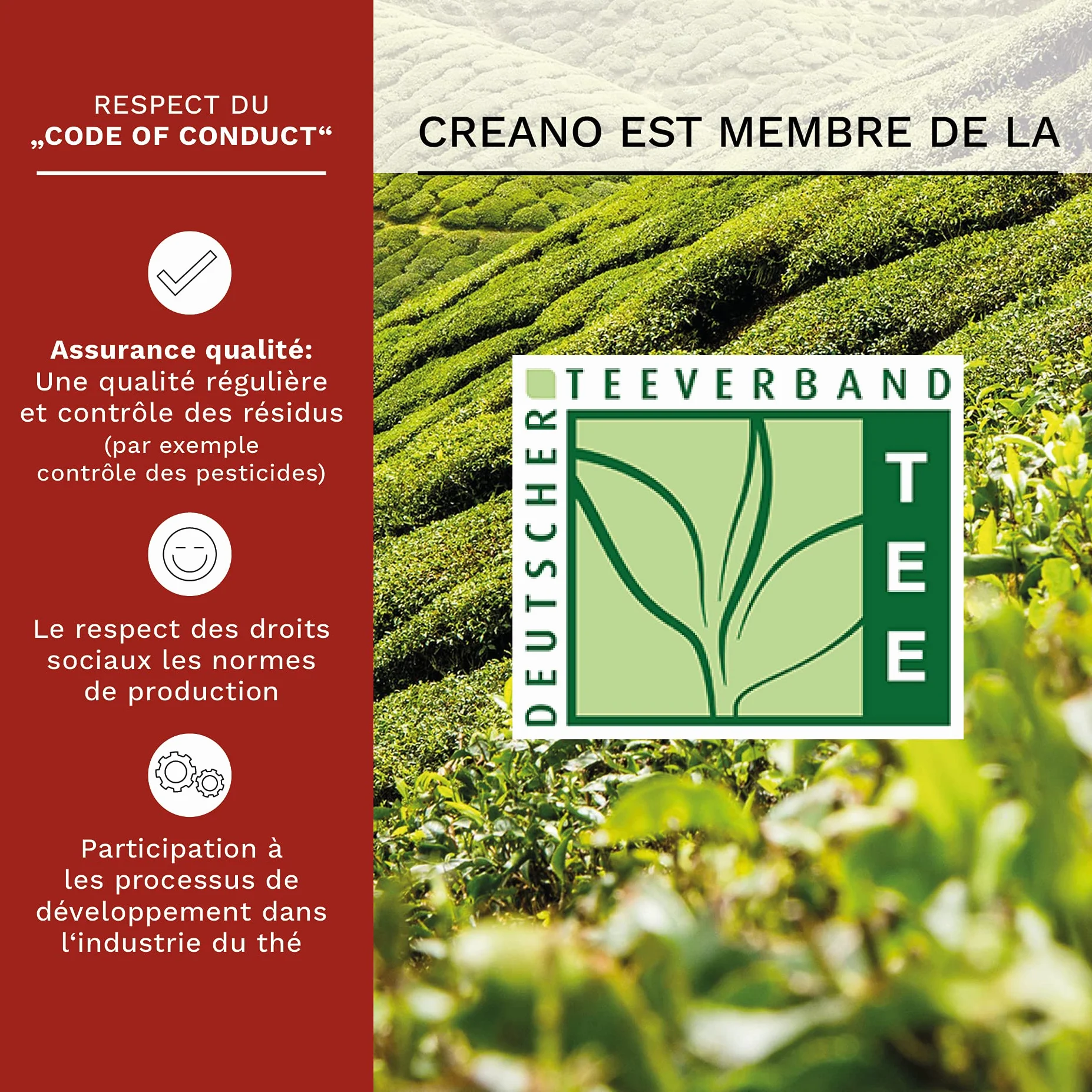 Creano – Coffret Fleur de Thé 6 pcs + Théière verre 500 ml sans goutte + 2 Tasses de thé 200 ml soufflées à la bouche – 6 variétés de thé blanc, idée cadeau – Thé en Fleurs