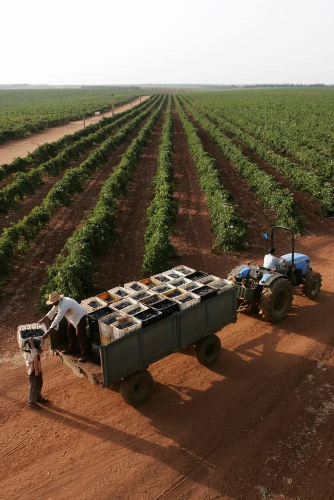 Domaine Toulal - Vin rouge du Maroc, AOG Guerrouane rouge (6 x 0.75 L)