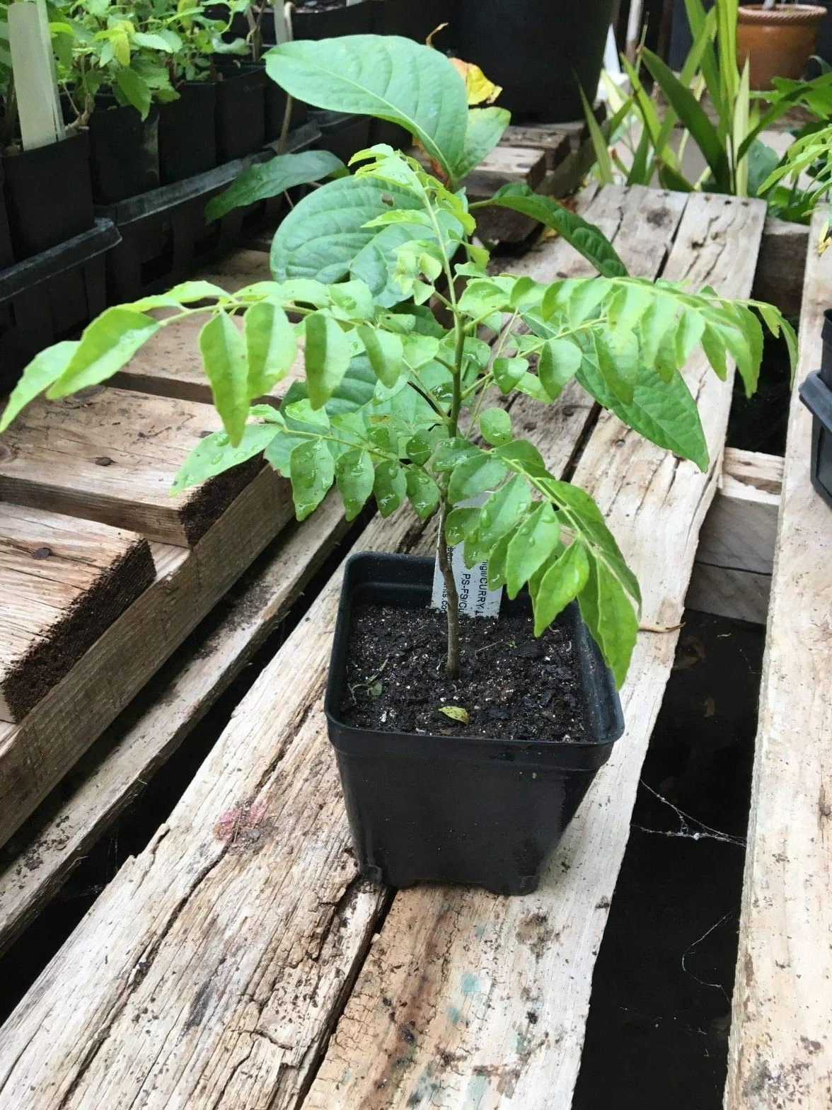 Curry Leaf Albero Murraya koenigii Albero in Un 4 Pollici Pot