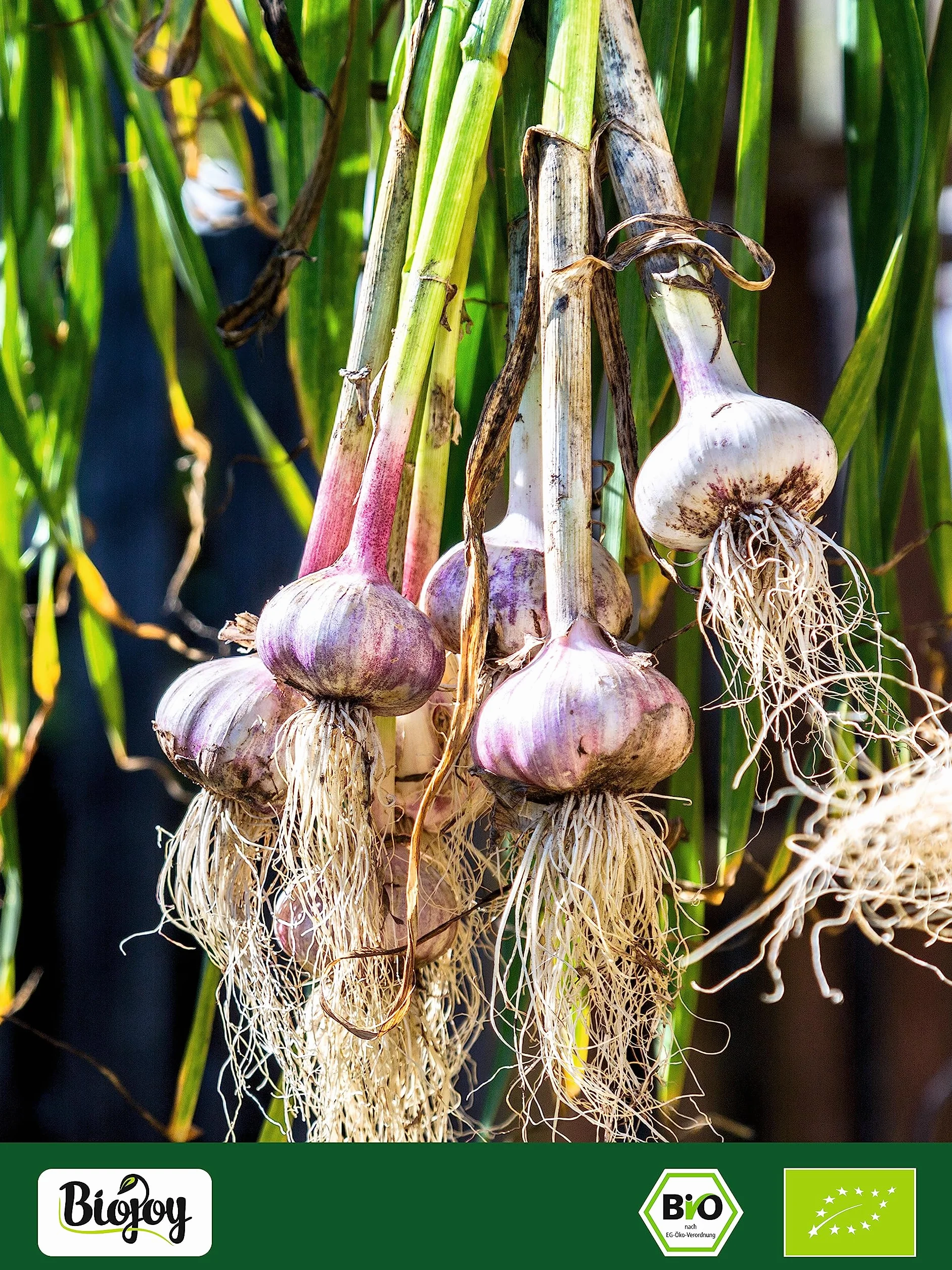 Biojoy Ail granulé BIO (1 kg), Granulés d'Ail séché (Allium sativum)
