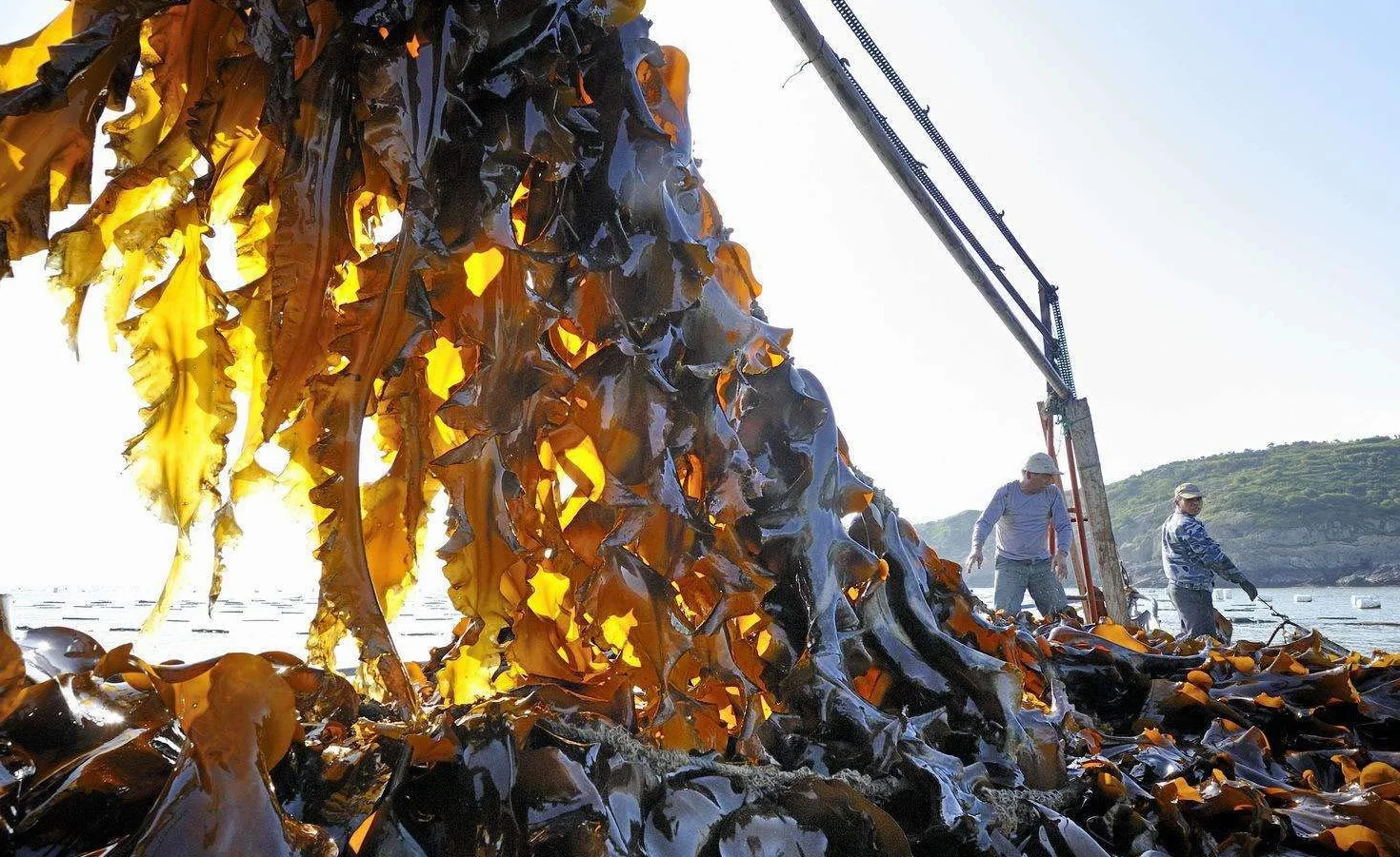 Kelp, kombu ,seaweed,Laminaria Japonica 500G