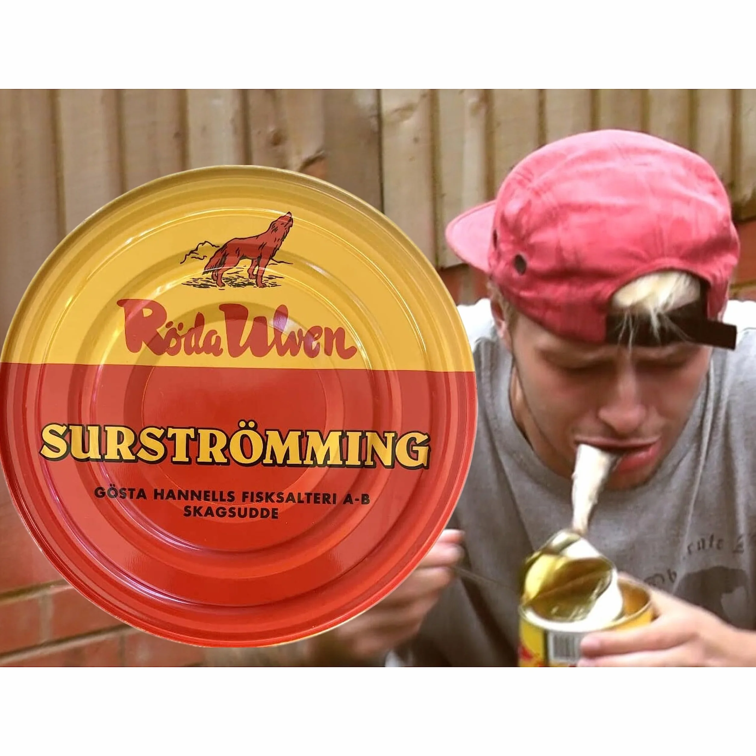 Surströmming HARENG | Spécialité suédoise | Röda Ulven 300g/400g Boîte (hareng fermenté) | Défi Surströmming | Poisson de Suède