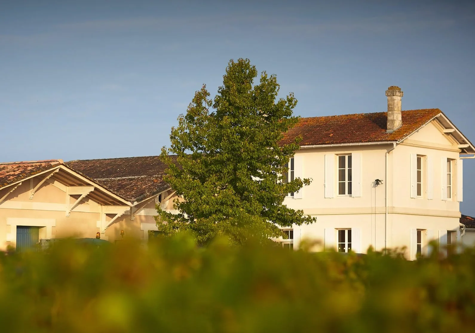Folie de Chauvin - AOP Saint-Émilion Grand Cru - Vin Rouge - Millésime 2020-1 bouteille x 75cl